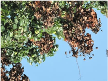 Бактериальный ожог плодовых культур