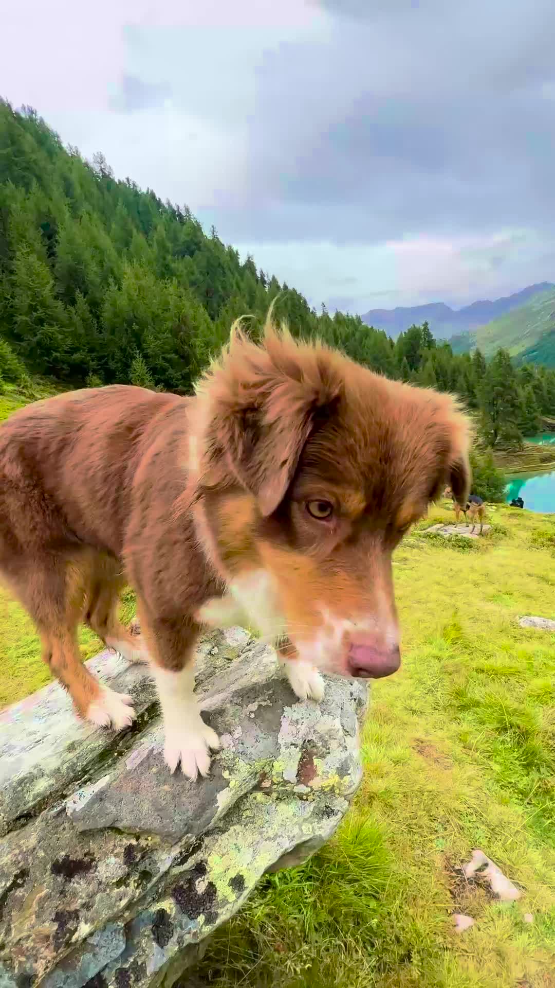 Nicowithdog