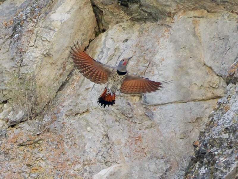 Northern Flicker, Red-shafted.  This picture shows how the red-shafted Flicker gets its name.  The Eastern variety is yellow-shafted.