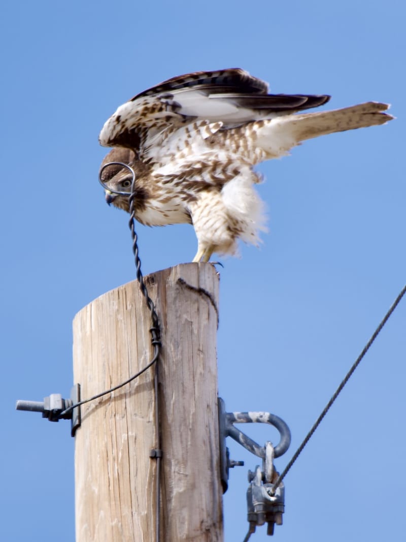 Birds of 2025 — US