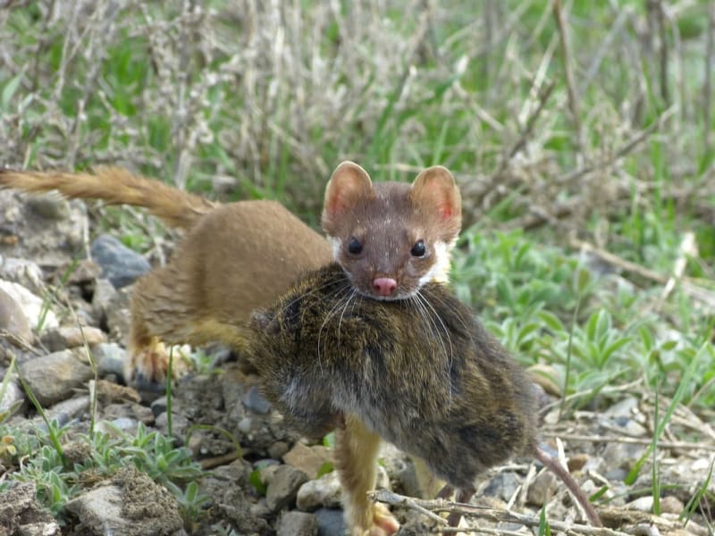 "Weasel with a Mouth-vole"