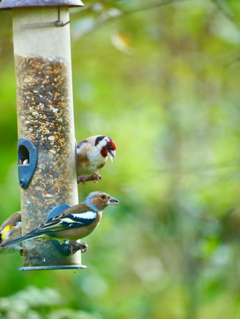 This feeder shows a European Goldfinch and a Chaffinch.  The goldfinches there are very different to ours with males having a bright red face.