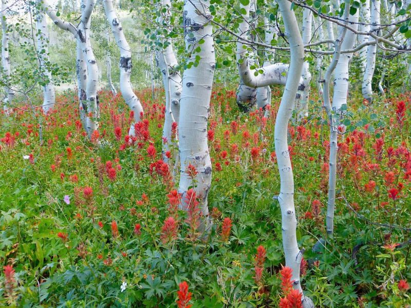 "Forest Fire" was the outdoor photo winner in 2013.