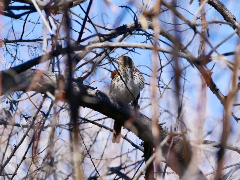 New bird the Brown Thrasher. Likes to skulk in the brambles but at least I got a shot.
