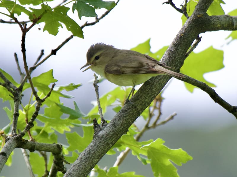 Warbling Vireos are also very common but are small and drab colored so hard to see in the trees and photograph.