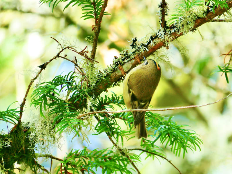 I was excited to get a photo of this little guy which looks almost exactly like our Golden Crowned Kinglet.  Both are tiny and don't hold still!
