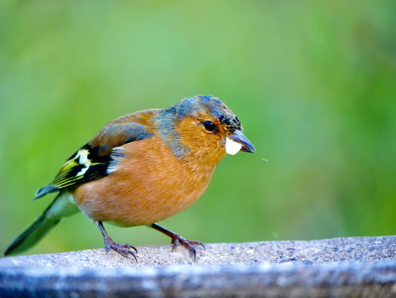 Common Chaffinch.  These guys were also quite common but I think pretty.