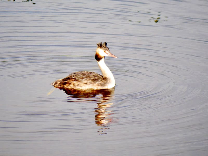 Birds of 2025 — UK
