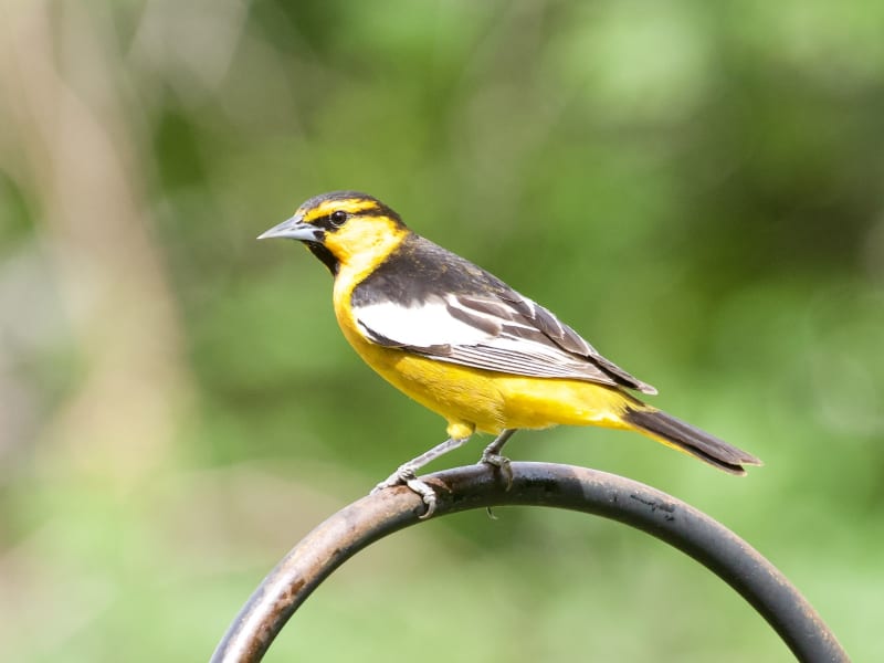 Bullock's Oriole.  A friend's beautiful yard attracts many birds like this Oriole and the upcoming Tanager.  I love to sit and watch them.