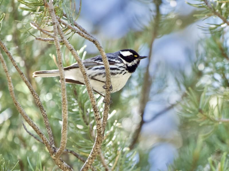 Another bird I'd caught glimpses of before but never decent pictures of is the Black-Throated Gray Warbler. So cool looking with his little yellow eye marks!