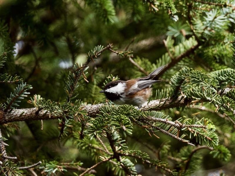 Chestnut-backed Chickadee. This was a new species in WA State. The next group of birds are not new but some favorites.