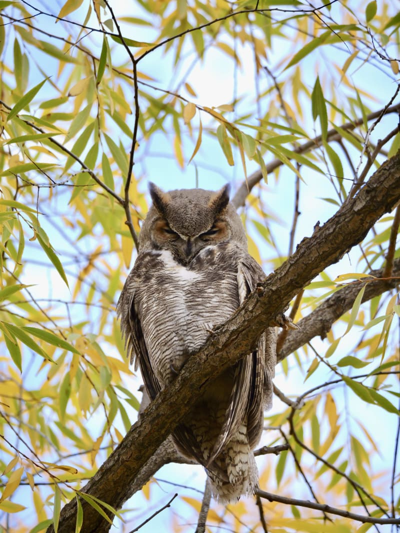 Great Horned Owl.  I see these guys pretty often in Cache Valley.  But it's always exciting to spot an owl!