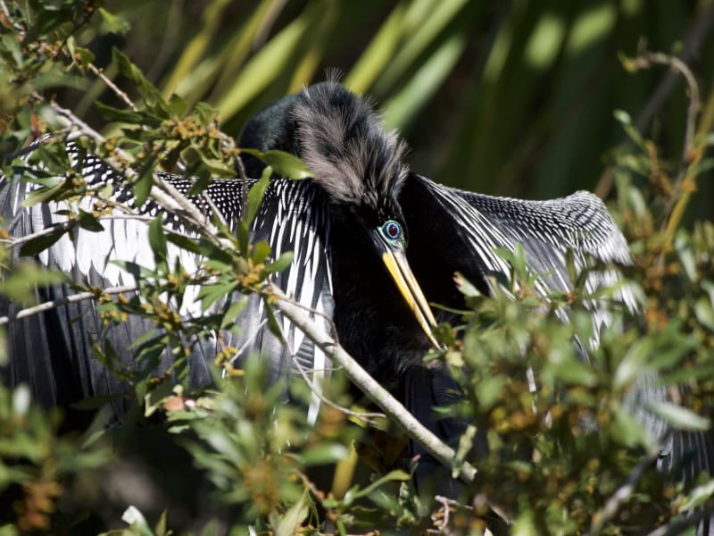 Anhinga. Strange but cool looking birds.