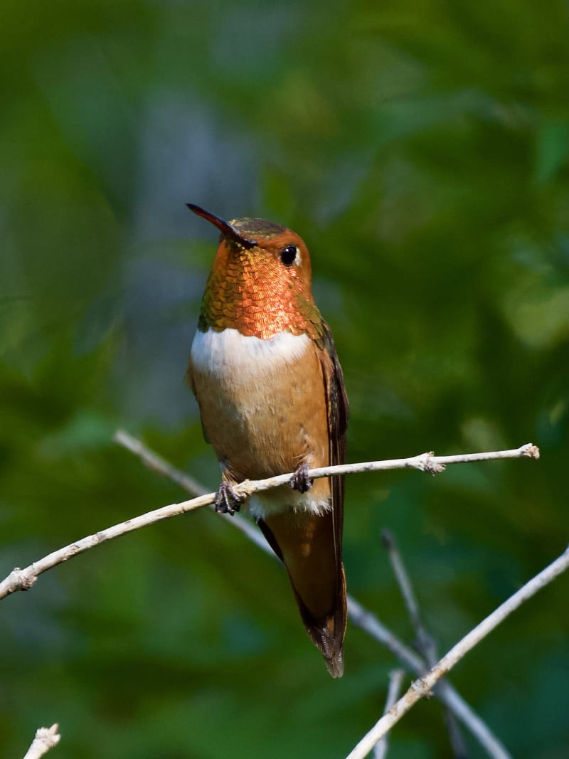The Rufous Hummingbird is often seen during their trip back down south. Such cheeky little guys!
