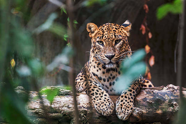 Wildlife Safari Adventure