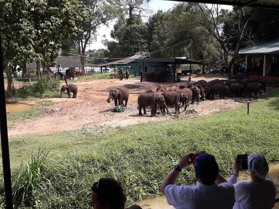 Safari explorers witnessing incredible wildlife encounters