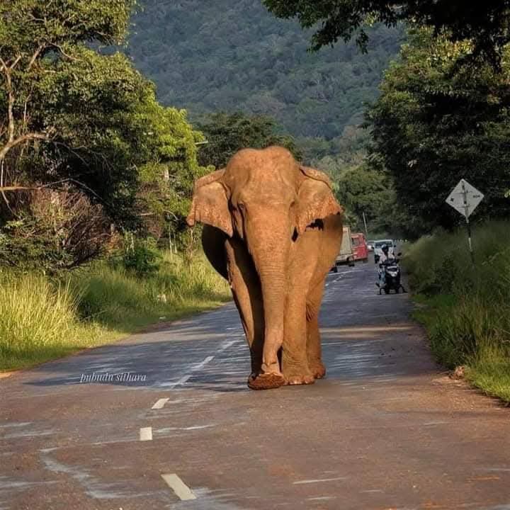 Safari explorers witnessing incredible wildlife encounters