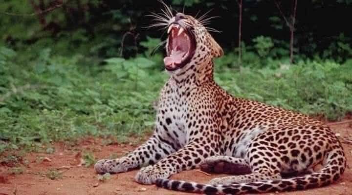 Safari explorers witnessing incredible wildlife encounters