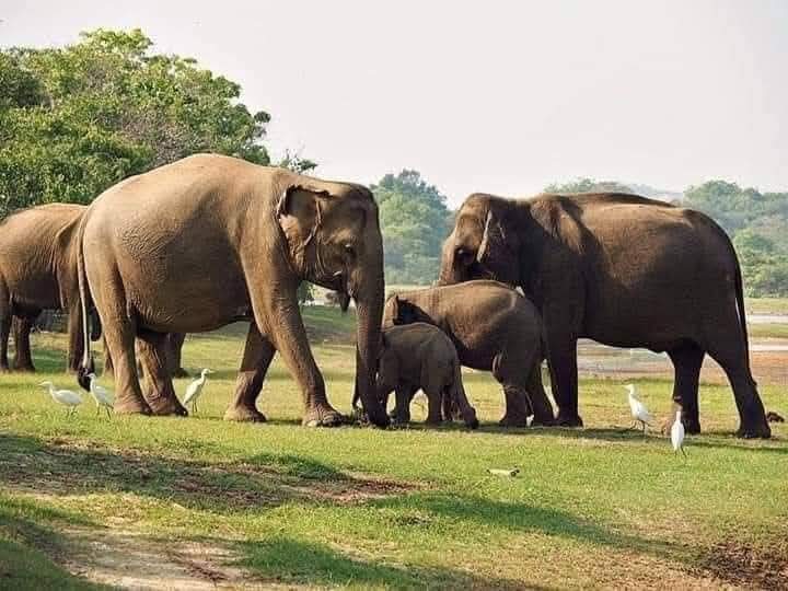 Safari explorers witnessing incredible wildlife encounters