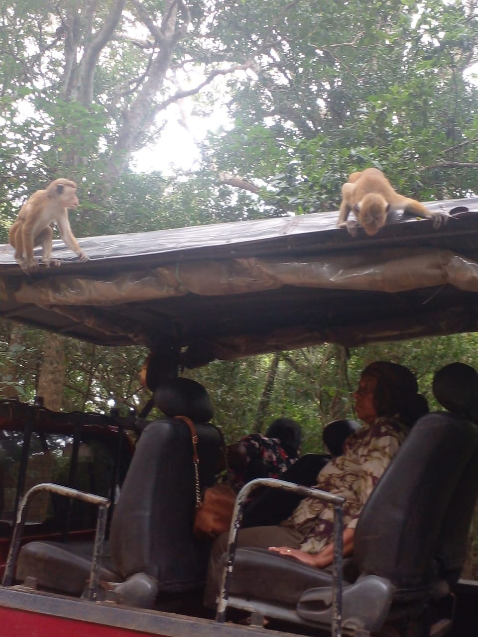 Safari explorers witnessing incredible wildlife encounters