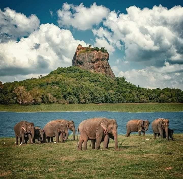 Safari explorers witnessing incredible wildlife encounters