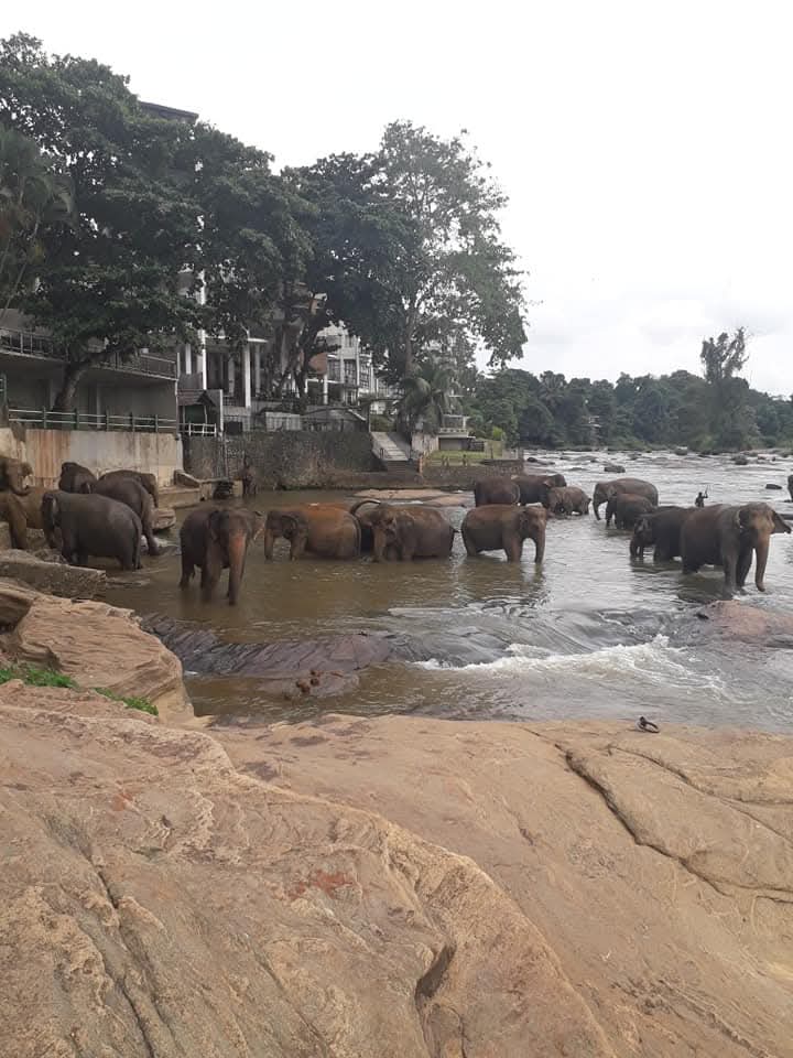 Safari explorers witnessing incredible wildlife encounters