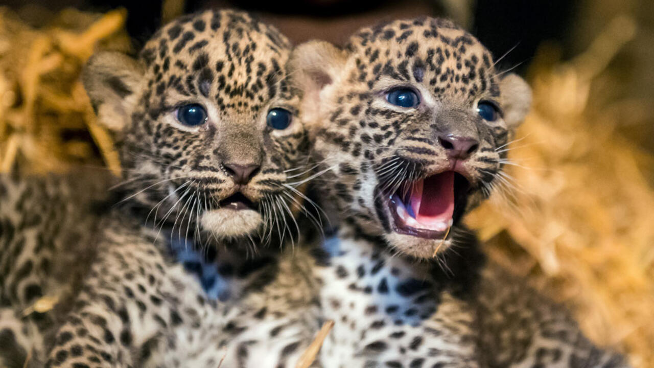 Wildlife Safari Adventure - Thumbnail 3