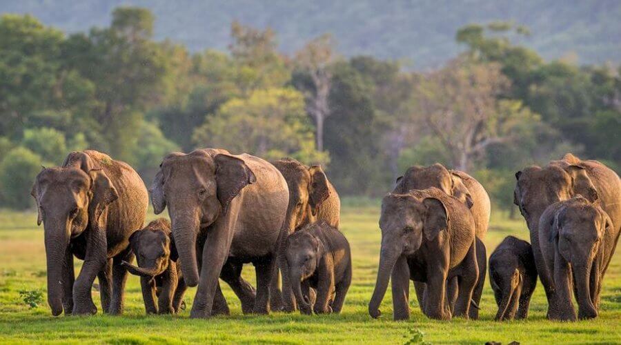 Wildlife Safari Adventure - Thumbnail 5