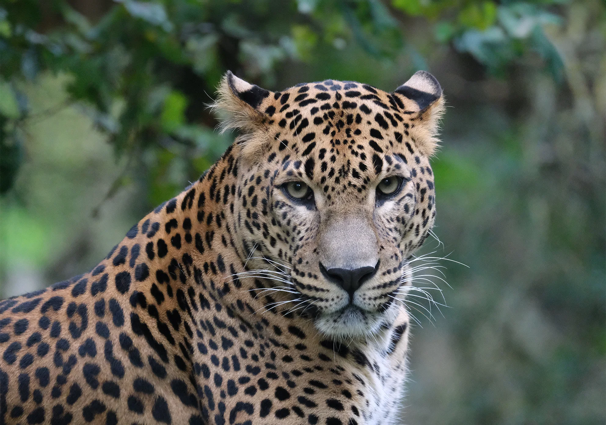 Yala National Park