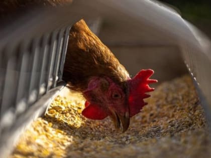 Осторожно! Птичий грипп. Памятка по профилактике гриппа птиц