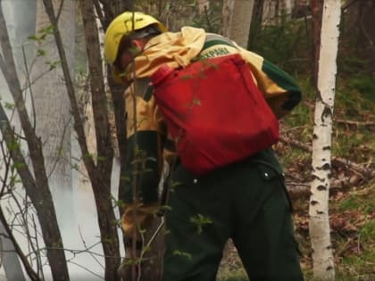 За неделю, с 27 мая по 2 июня 2024 года, лесопожарные силы и привлеченные лица ликвидировали 335 лесных пожаров в 43 регионах России