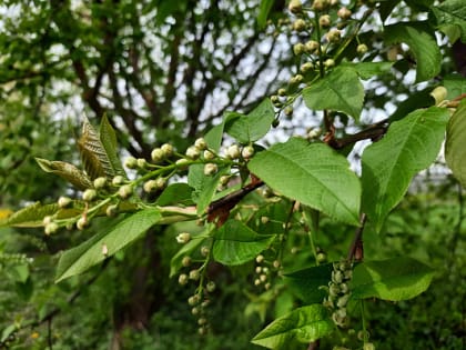 От заморозков до летних температур пройдёт неделя