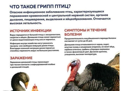 Осторожно: грипп птиц!