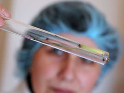 Названо число пострадавших от клещей в Московской области