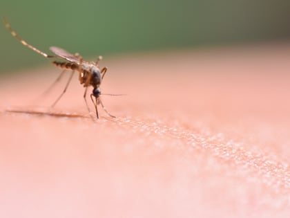 ВОЗ допустил необходимость массовой вакцинации от переносимых комарами болезней