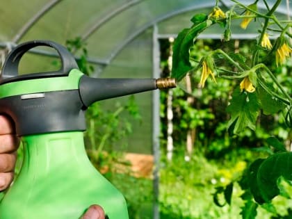 Оригинальное средство убережёт томаты от ненавистной фитофторы