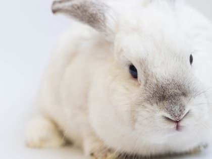 Первые кролики новозеландской белой породы родились в Подмосковье
