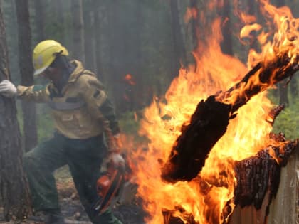 За праздничную и выходную декаду мая (1-10 мая) в 45 регионах России лесные службы и привлеченные лица ликвидировали 1641 лесной пожар. Перехода лесных пожаров на населенные пункты