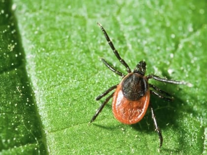 Осторожно, клещи!