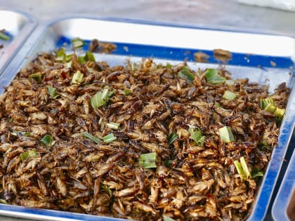 Протеиновые продукты из насекомых предложили выпускать под Чеховом