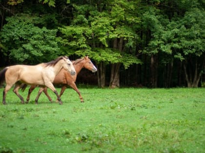 В Подмосковье построят комплекс по разведению племенных лошадей