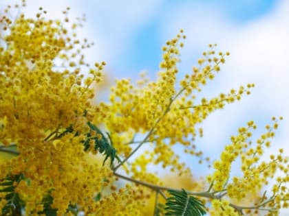 Аллерголог посоветовала отказаться от&nbsp;сосудосуживающих капель в&nbsp;нос