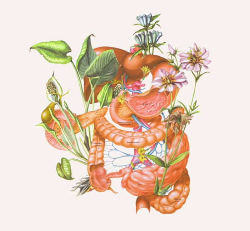 🌿 Why Everyone Suddenly Seems Obsessed With Gut Health — And Why Goodness Lover Is Growing So Fast