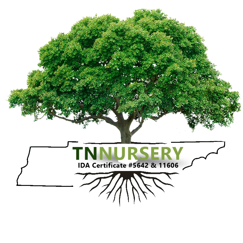TN Nursery