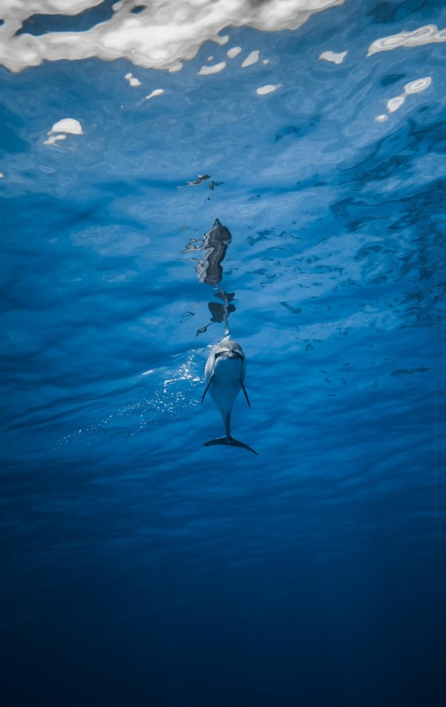 VIP Dolphin Trip Hurghada – Luxury Dolphin Tour with Snorkeling & BBQ Lunch