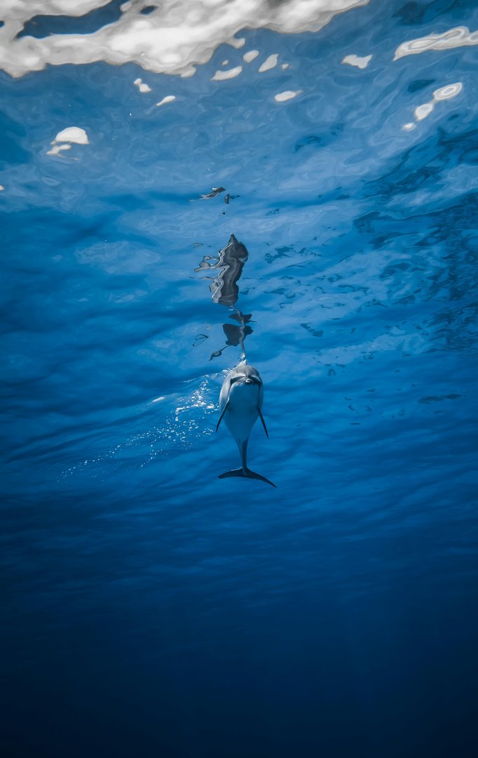 VIP Dolphin Trip Hurghada – Luxury Dolphin Tour with Snorkeling & BBQ Lunch