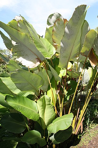 Kalatea (Calathea spp.) — zdjęcie rośliny, toksyczność dla zwierząt