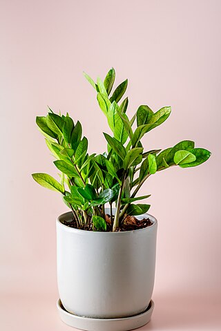 Zamioculcas (Zamioculcas zamiifolia) — plant photo, pet toxicity guide
