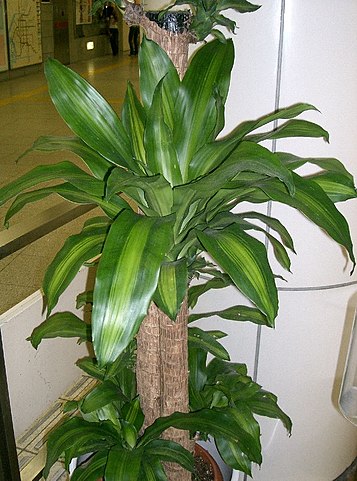 Dracena wonna (Dracaena fragrans) — zdjęcie rośliny, toksyczność dla zwierząt