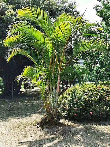Cane Palm (chrysalidocarpus lutescens) — plant photo 1 of 2, pet toxicity guide
